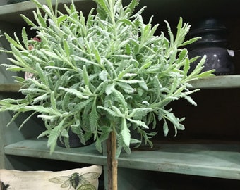 Live Plants-Goodwin Creek Lavender Tiny Topiary