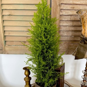 Live Plants-Lemon Cypress Column
