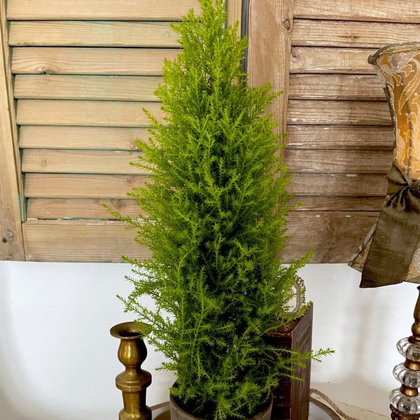 Live Plants-Lemon Cypress Column