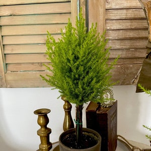 Live Plants-Lemon Cypress  Topiary