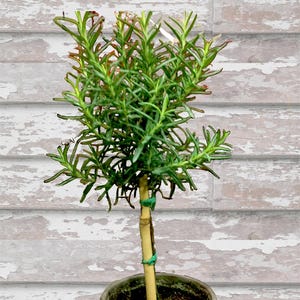 Live Plants-Rosemary Tiny Topiary