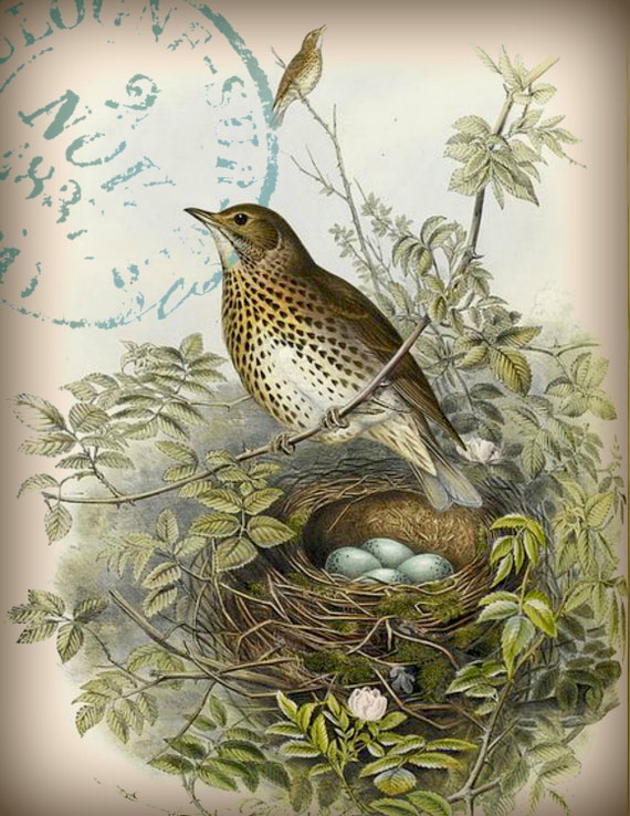 Wren Bird Vintage Art | Greeting Card Wren Bird Vintage Art | Greeting Card