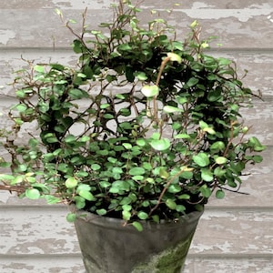 May include: A green leafy plant with small round leaves growing in a dark gray ceramic pot with a textured surface. The pot has a light green and white design.