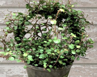 Live Plants-Angel Vine Ring