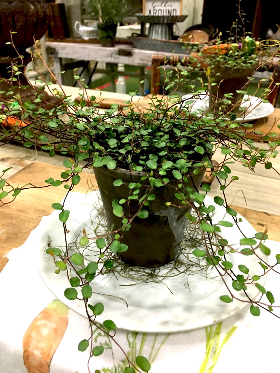 Live Plants-Angel Vine  Plant