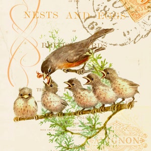 Vintage Art Print-Bird-Robin with Babies