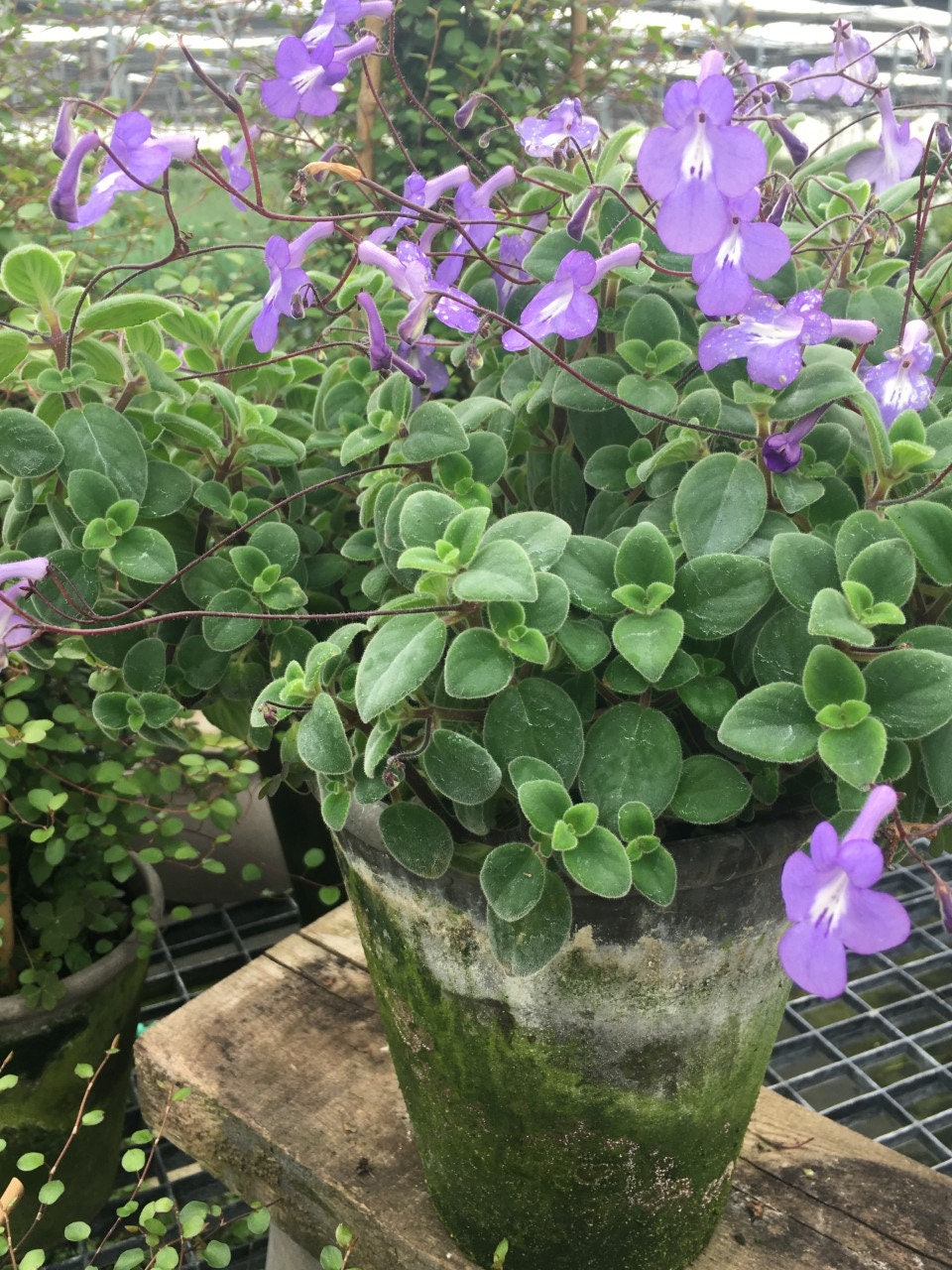 Live PlantsStreptocarpella Plant Etsy