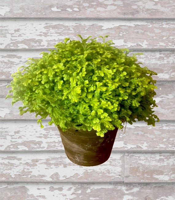 Live Plants-seliganella Moss Plant - Etsy