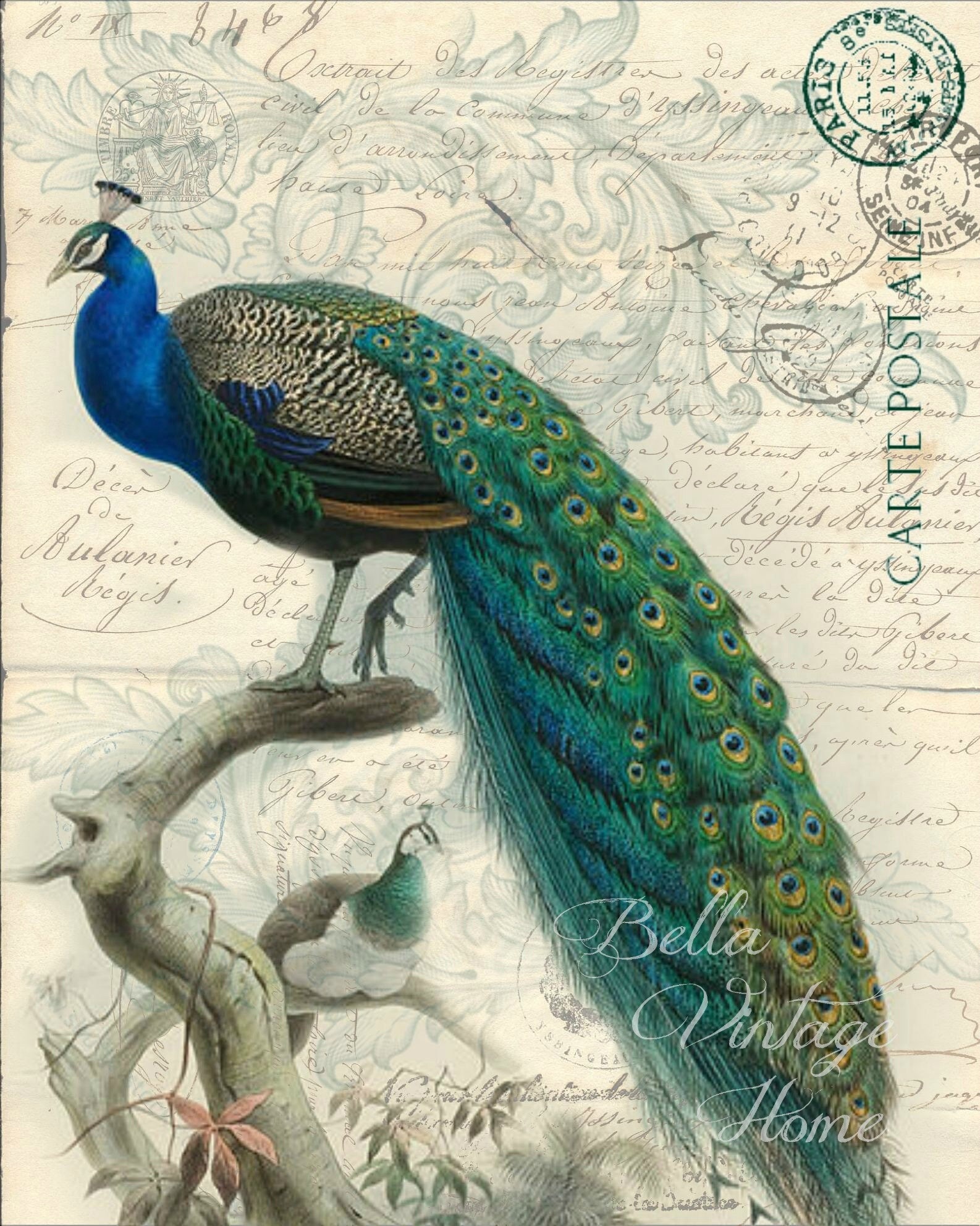 Vintage Art Print-bird-peacock - Etsy