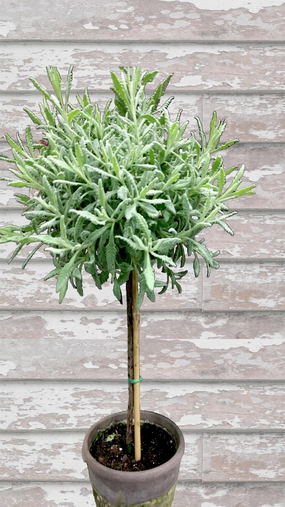 Live Plants-goodwin Creek Lavender Tiny Topiary - Etsy Israel