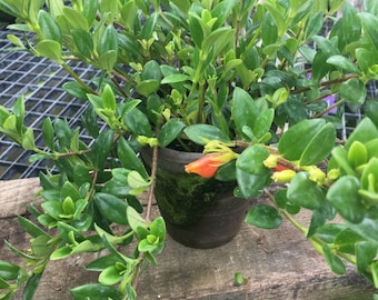 Live Plants-Goldfish Plant