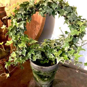 Live Plants-Variegated Ivy Ring