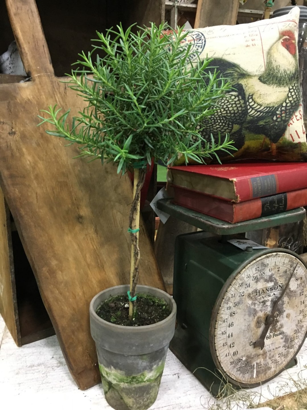 Live Plantsrosemary Topiary 18 Etsy