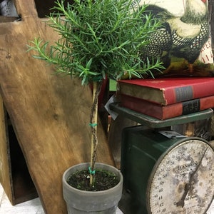 Live Plants-Rosemary Topiary