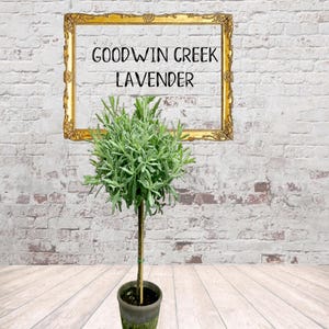Live Plants-Goodwin Creek Lavender Topiary