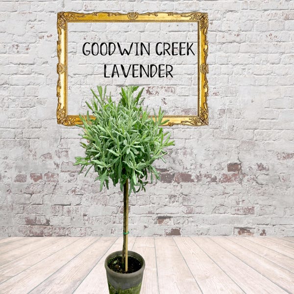 Live Plants-Goodwin Creek Lavender Topiary