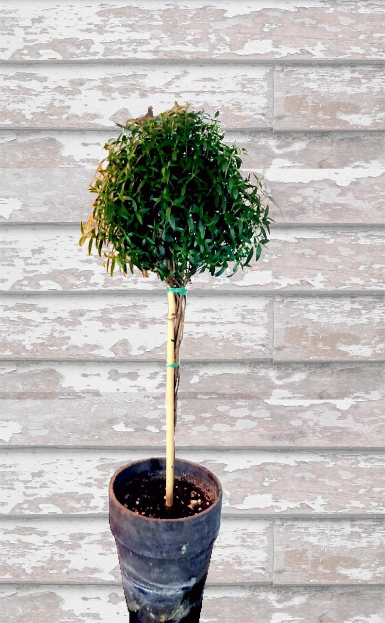 Puede incluir: Un &aacute;rbol topiario con una corona de follaje esf&eacute;rica de color verde oscuro. El tronco del &aacute;rbol es de color marr&oacute;n claro, sostenido por una estaca de bamb&uacute; y plantado en una maceta gris oscuro. El fondo es un panel de madera desgastada blanca y gris.