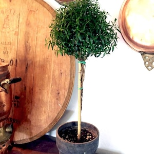 Puede incluir: Un peque&ntilde;o &aacute;rbol topiario en una maceta gris oscuro. El &aacute;rbol tiene una copa redonda y densa de hojas verdes y un tronco delgado de madera. La maceta est&aacute; sobre una superficie de madera, con un barril de madera y sartenes de cobre en el fondo.