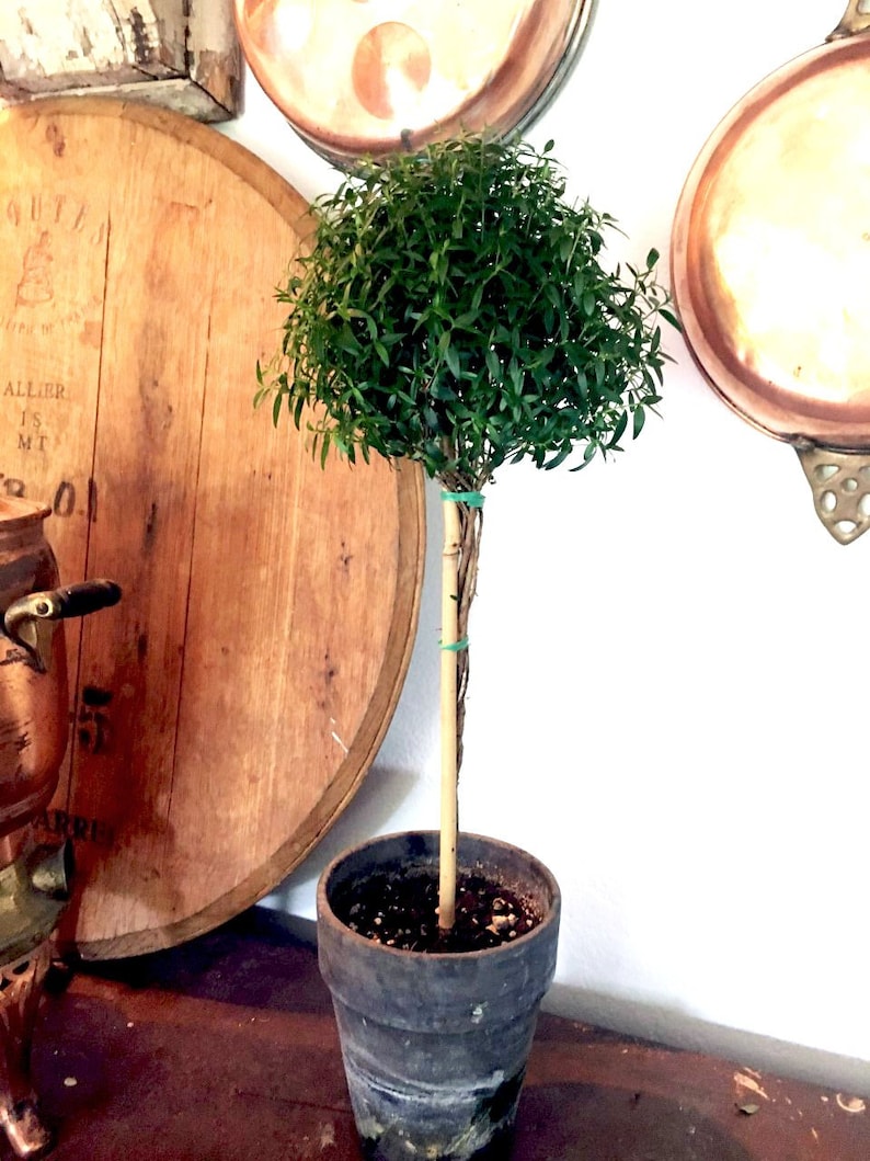 Puede incluir: Un peque&ntilde;o &aacute;rbol topiario en una maceta gris oscuro. El &aacute;rbol tiene una copa redonda y densa de hojas verdes y un tronco delgado de madera. La maceta est&aacute; sobre una superficie de madera, con un barril de madera y sartenes de cobre en el fondo.