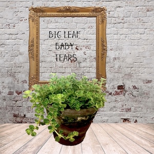 Live Plants-Big Leaf Baby Tears  Plant