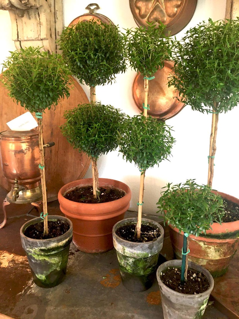 Puede incluir: Varios peque&ntilde;os &aacute;rboles topiarios verdes en macetas de terracota y gris desgastado. Los &aacute;rboles tienen formas esf&eacute;ricas y escalonadas, con delgados troncos marrones. Las macetas est&aacute;n llenas de tierra oscura. Se ven detalles en cobre.