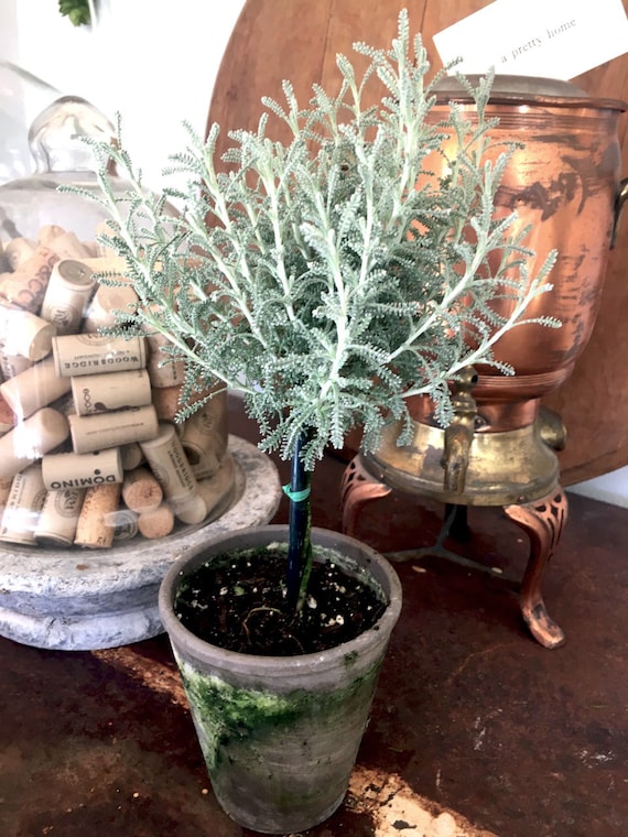 Live Plants-santolina ( Cotton Lavender) Tiny Topiary 12" - Etsy