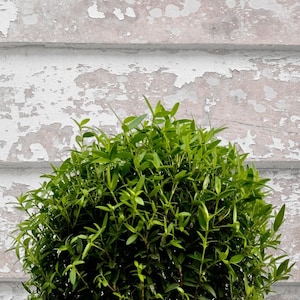 Puede incluir: Un arbusto esf&eacute;rico verde vibrante, con follaje denso. Las hojas de la planta son peque&ntilde;as y numerosas, creando una forma redonda y completa. El fondo presenta una superficie de madera desgastada pintada de blanco.