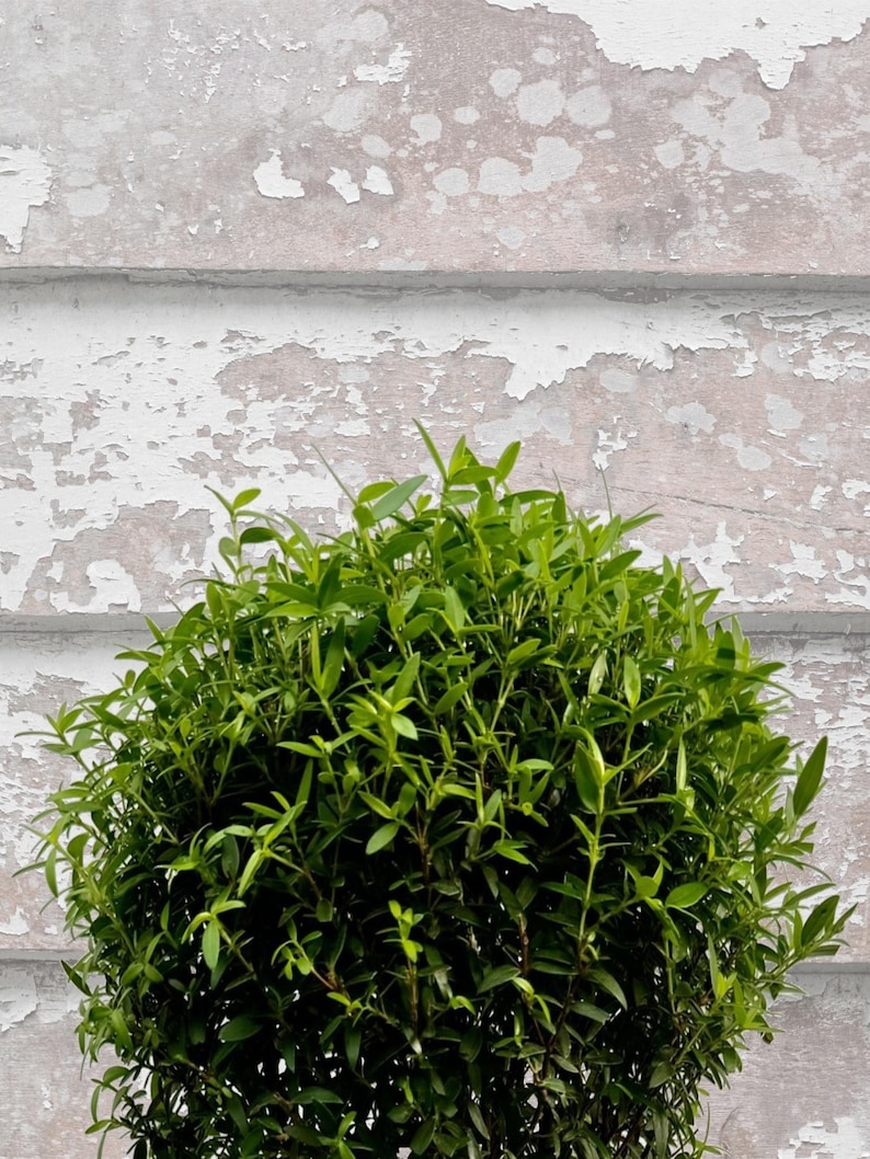 Puede incluir: Un arbusto esf&eacute;rico verde vibrante, con follaje denso. Las hojas de la planta son peque&ntilde;as y numerosas, creando una forma redonda y completa. El fondo presenta una superficie de madera desgastada pintada de blanco.