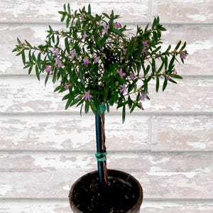 Live Plants-Mexican Heather Tiny Topiary