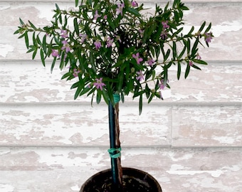 Puede incluir: Un pequeño árbol en maceta con un solo tronco y una copa llena de hojas verdes y pequeñas flores rosas. El árbol está en maceta en una maceta de cerámica marrón.