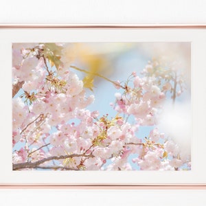 Travel Photography, Japan, Cherry Blossom, Flowers, Download Digital Photography, Print, Downloadable Image, Printable Art