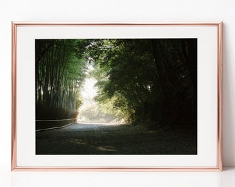 Landscapel Photography, Japan, Bamboo Forest,  Download Digital Photography, Print, Downloadable Image, Printable Art, Artwork