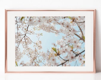 Travel Photography, Japan, Cherry Blossom, Flowers, Download Digital Photography, Print, Downloadable Image, Printable Art