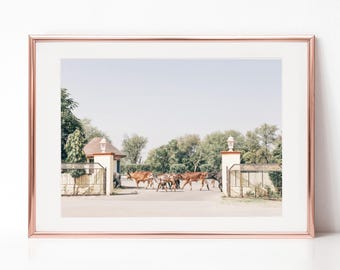 India Countryside Travel Photography, Download Digital Photography, Print, Downloadable Image, Printable Art, Artwork