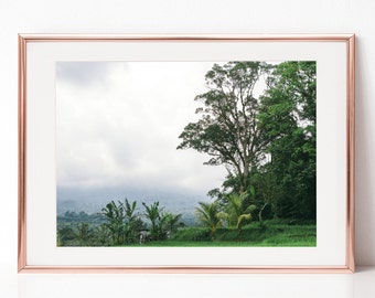 Landscape Photography,rice terrace, asia, Bali, Download Digital Photography, Print, Downloadable Image, Printable Art, Artwork