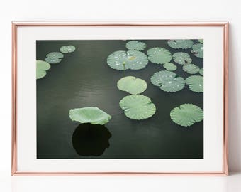 Nature Photography, Green, Lotus, Leaves, Lake, Reflection, Download Digital Photography, Print, Downloadable Image, Printable Art, Artwork