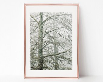 Nature Photography, Trees in winter, Download Digital Photography, Print, Downloadable Image, Printable Art, Artwork