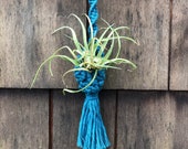 Tillandsia Air Plant Hanger Macrame Hanging Planter