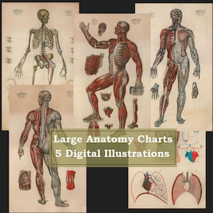 5 Vintage Anatomy Large Illustrations Digital Download Prints Muscles Skeleton Nerves Medical Wall Art Internal Anatomical Printable