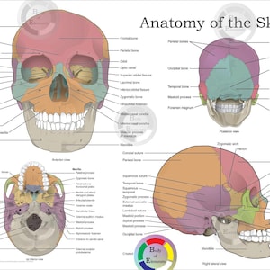 May include: A detailed anatomical illustration of the human skull, showing the bones and sutures. The skull is shown in three views: anterior, posterior, and right lateral. Each bone is labeled with its name.