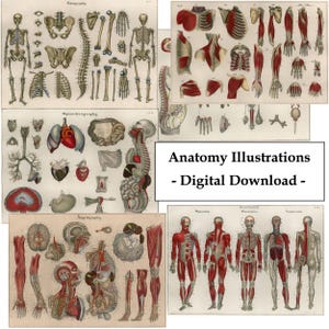 Vintage Anatomy 14 Digital Print Download Junk Journal Medical Illustrations Muscles Bones Clinic Wall Art Doctors Collage Dorm Ephemera
