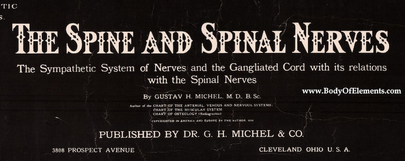 The Spine and Spinal Nerves Vintage 1914 Poster Medical Anatomy Wall ...