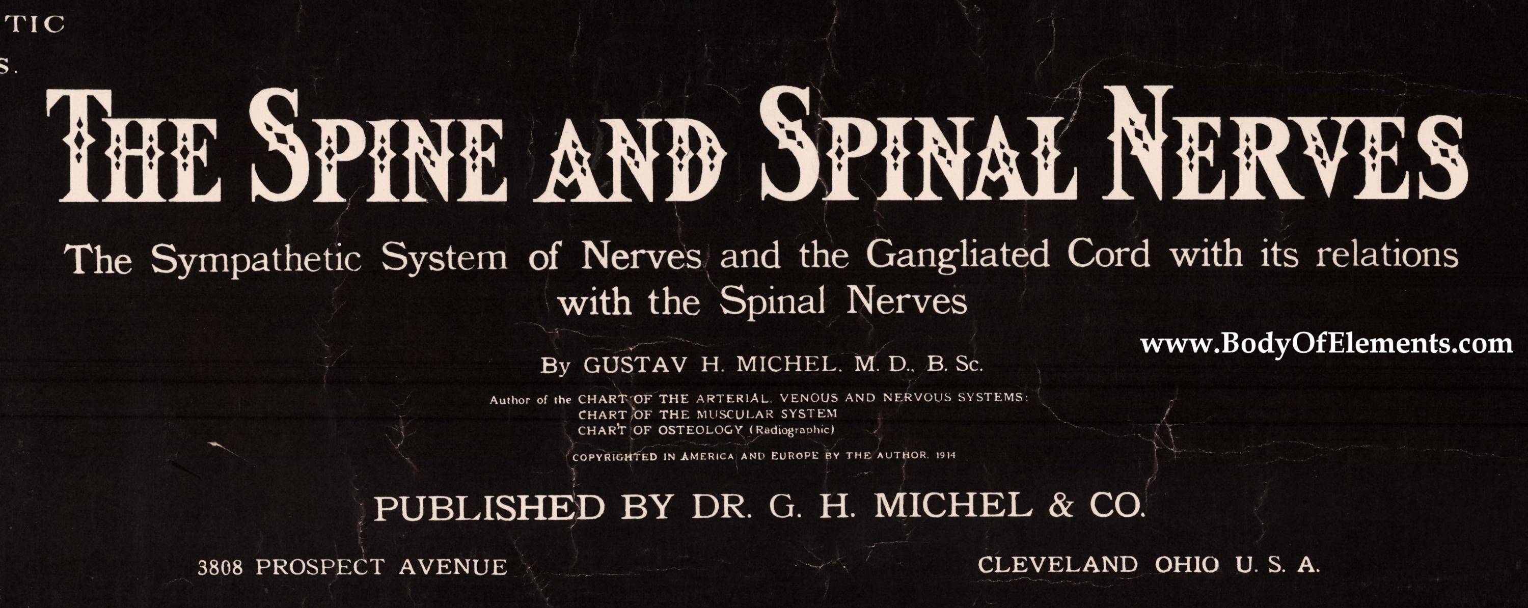 The Spine and Spinal Nerves Vintage 1914 Poster Medical Anatomy Wall ...