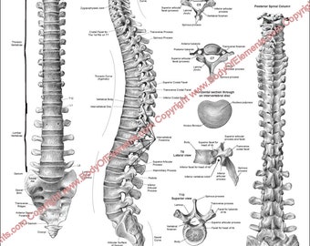 Spinal Anatomy Study Reference Clinic Handout Chiropractic Medical 8.5&quot; X 11&quot; Digital Download