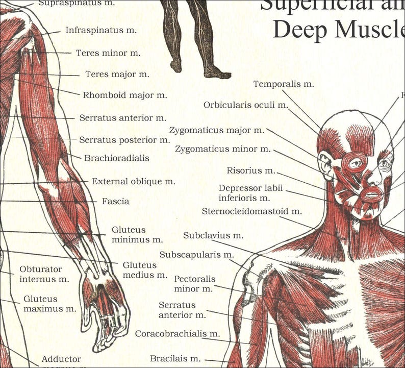 Highlight Muscles Muscles Anatomy Poster Human Anatomical Wall Chart Digital Download ...