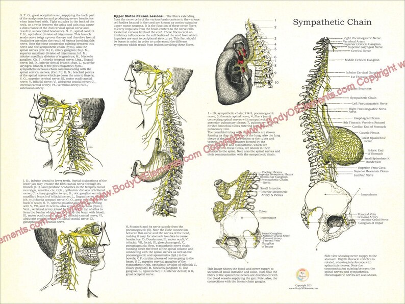 Osteopathic Sympathetic Chain Nerve Plexuses Vasomotor System Spinal ...