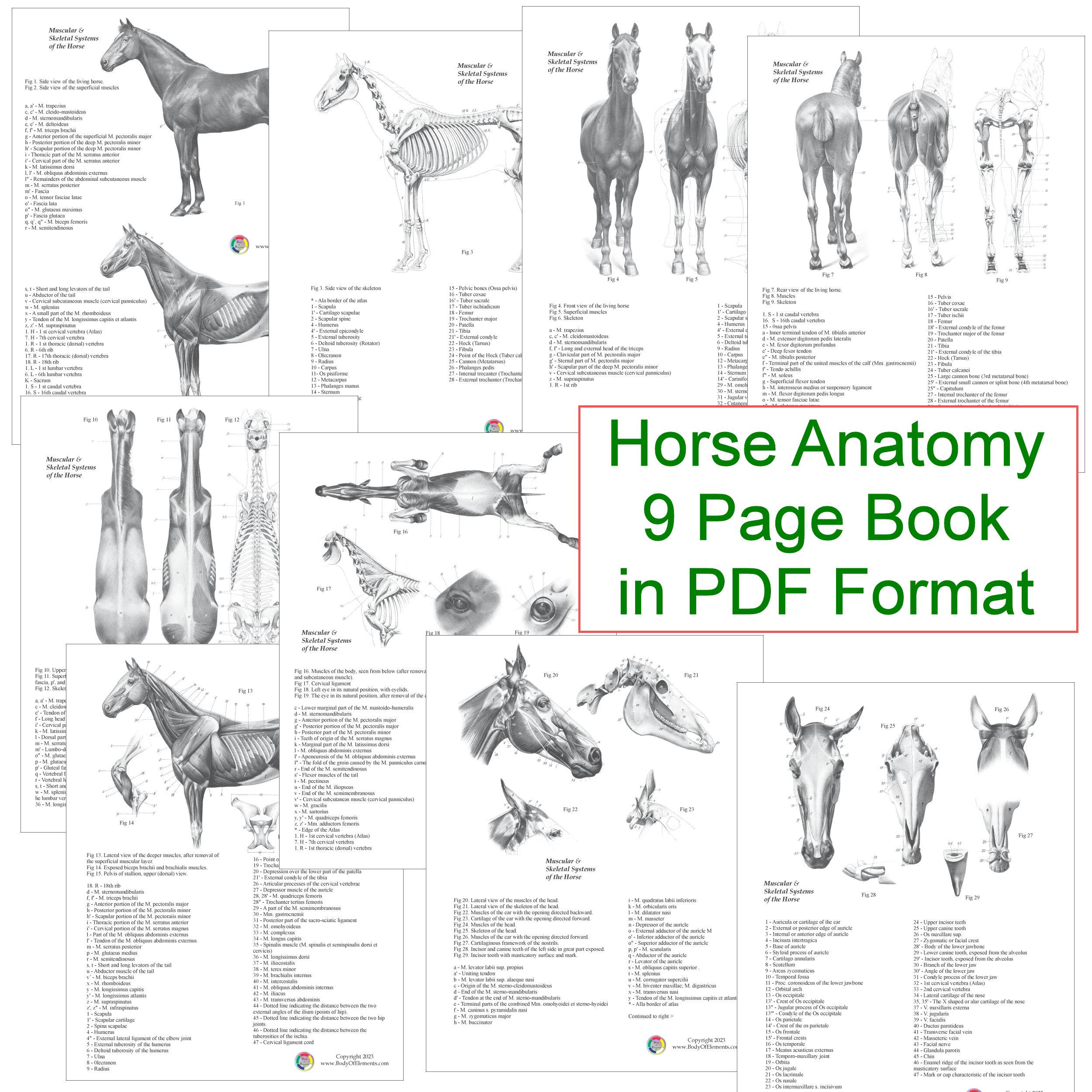 馬の解剖図譜 5冊セット 馬の解剖学の本（筋肉と骨のイラスト付き）獣医解剖学デジタル版（PDF 健康・医学