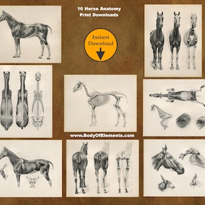 Horse Anatomy Vintage Book Illustrations 16 of the Muscles & Bones Veterinary Anatomical Wall Art Digital Prints Download