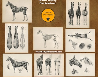 Peut inclure: Un ensemble de 16 illustrations anatomiques vintage d'un cheval à imprimer. Les illustrations montrent le squelette, les muscles et les organes internes du cheval. Les images sont en noir et blanc et ont un style vintage. Le texte "16 Horse Anatomy Print Downloads" et "Instant Download" est visible sur l'image.