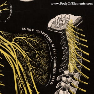 The Spine and Spinal Nerves Vintage 1914 Poster Medical Anatomy Wall ...